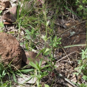 Silene gallica var. quinquevulnera at Coree, ACT - 8 Nov 2015