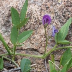 Glycine tabacina (Variable Glycine) at Swamp Creek - 8 Nov 2015 by KenT