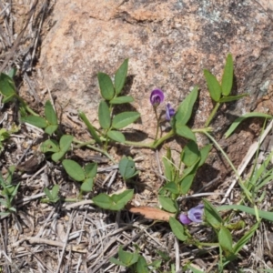 Glycine tabacina at Stromlo, ACT - 8 Nov 2015 12:45 PM