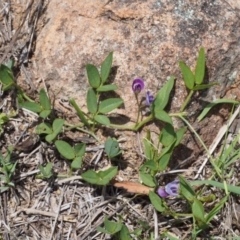 Glycine tabacina at Stromlo, ACT - 8 Nov 2015