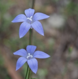 Wahlenbergia capillaris at Stromlo, ACT - 8 Nov 2015 01:00 PM