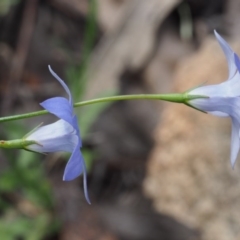 Wahlenbergia capillaris at Stromlo, ACT - 8 Nov 2015