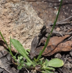 Wahlenbergia capillaris at Stromlo, ACT - 8 Nov 2015