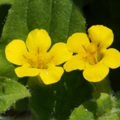 Erythranthe moschata (Musk) at Swamp Creek - 8 Nov 2015 by KenT