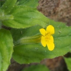 Erythranthe moschata at Coree, ACT - 8 Nov 2015