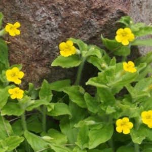 Erythranthe moschata at Coree, ACT - 8 Nov 2015