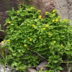 Erythranthe moschata at Coree, ACT - 8 Nov 2015 01:37 PM