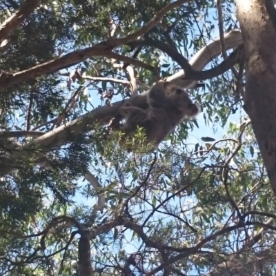 Phascolarctos cinereus (Koala) at Port Macquarie, NSW - 8 Nov 2015 by Charlesbusby