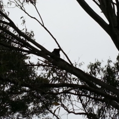 Phascolarctos cinereus (Koala) at Broadwater, NSW - 9 Nov 2015 by Delgar