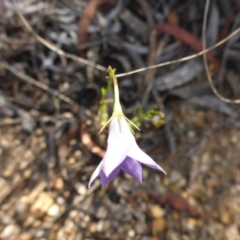 Wahlenbergia stricta subsp. stricta (Tall Bluebell) at Aranda, ACT - 3 Nov 2015 by JanetRussell