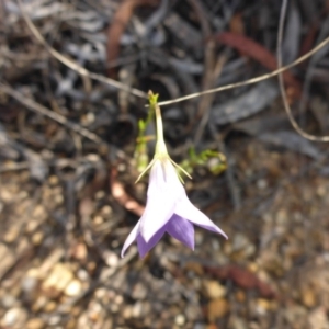 Wahlenbergia stricta subsp. stricta at Aranda, ACT - 3 Nov 2015 04:00 PM