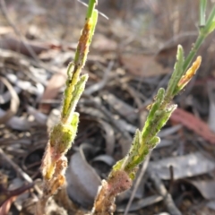 Wahlenbergia stricta subsp. stricta at Aranda, ACT - 3 Nov 2015 04:00 PM