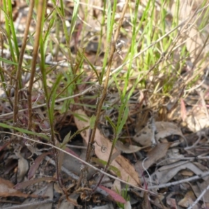 Wahlenbergia capillaris at Aranda, ACT - 3 Nov 2015