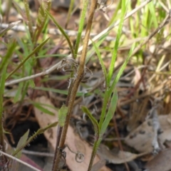 Wahlenbergia capillaris at Aranda, ACT - 3 Nov 2015