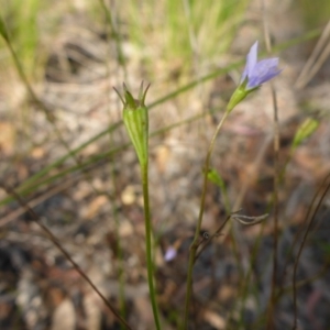 Wahlenbergia capillaris at Aranda, ACT - 3 Nov 2015 03:29 PM