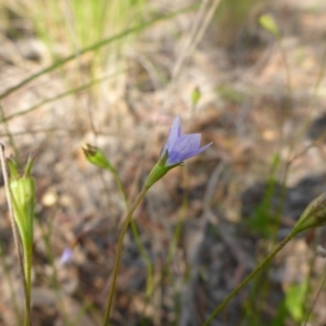 Wahlenbergia capillaris at Aranda, ACT - 3 Nov 2015 03:29 PM