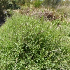 Einadia nutans (Climbing Saltbush) at Molonglo Valley, ACT - 9 Nov 2015 by AndyRussell