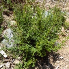 Cheilanthes sieberi (Rock Fern) at Molonglo Valley, ACT - 9 Nov 2015 by AndyRussell