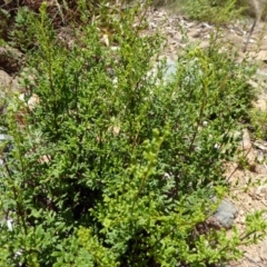 Cheilanthes austrotenuifolia (Rock Fern) at Molonglo Valley, ACT - 9 Nov 2015 by AndyRussell