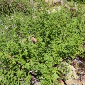 Cheilanthes austrotenuifolia at Molonglo Valley, ACT - 9 Nov 2015
