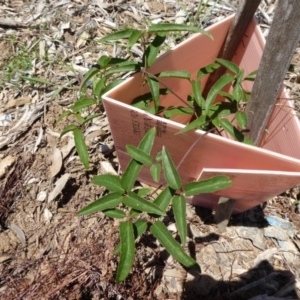 Clematis aristata at Molonglo Valley, ACT - 9 Nov 2015 11:47 AM