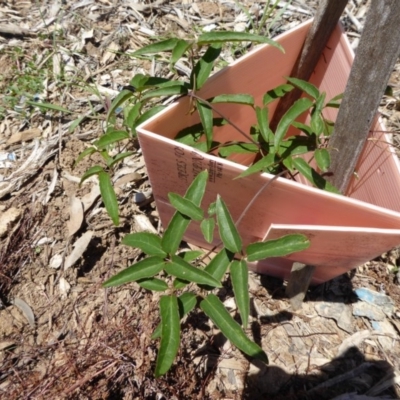 Clematis aristata (Mountain Clematis) at Molonglo Valley, ACT - 9 Nov 2015 by AndyRussell