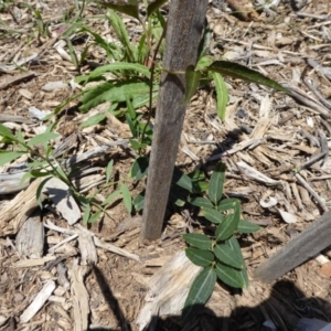 Clematis aristata at Molonglo Valley, ACT - 9 Nov 2015 11:47 AM