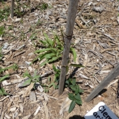 Clematis aristata at Molonglo Valley, ACT - 9 Nov 2015 11:47 AM