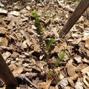 Acacia gunnii at Molonglo Valley, ACT - 9 Nov 2015 11:36 AM