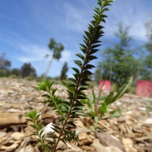 Acacia gunnii at Molonglo Valley, ACT - 9 Nov 2015 11:36 AM