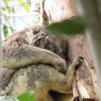 Phascolarctos cinereus (Koala) at Montecollum, NSW - 8 Nov 2015 by VisionWalks