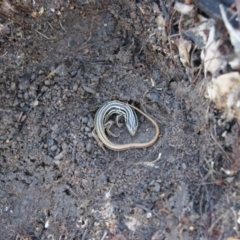 Ctenotus taeniolatus (Copper-tailed Skink) at Namadgi National Park - 2 Aug 2015 by roymcd