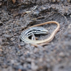 Ctenotus taeniolatus at Tennent, ACT - 2 Aug 2015