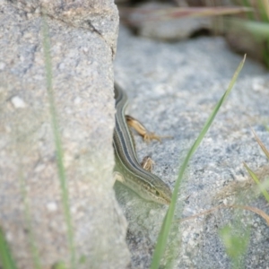 Ctenotus robustus at Stromlo, ACT - 25 Oct 2015