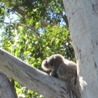 Phascolarctos cinereus (Koala) at Port Macquarie, NSW - 7 Nov 2015 by rosella