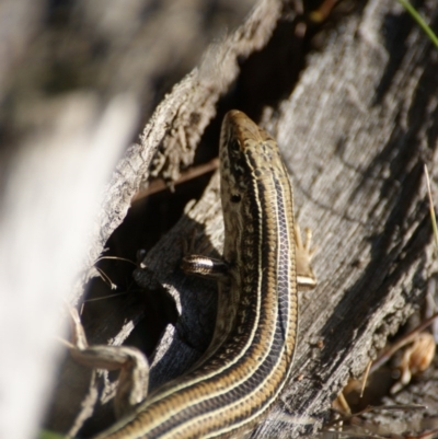 Ctenotus robustus (Robust Striped-skink) at Mount Mugga Mugga - 8 Nov 2015 by roymcd