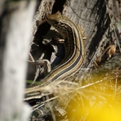 Ctenotus robustus at Symonston, ACT - 8 Nov 2015 05:09 PM