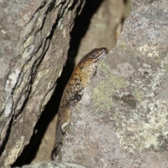 Egernia cunninghami (Cunningham's Skink) at Mount Mugga Mugga - 8 Nov 2015 by roymcd