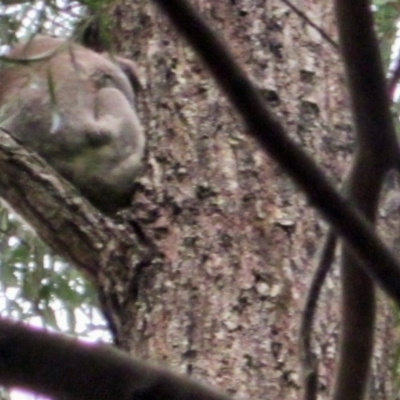 Phascolarctos cinereus (Koala) at Port Macquarie, NSW - 6 Nov 2015 by rosella