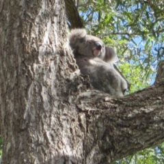 Phascolarctos cinereus (Koala) at Port Macquarie, NSW - 9 Nov 2015 by rosella