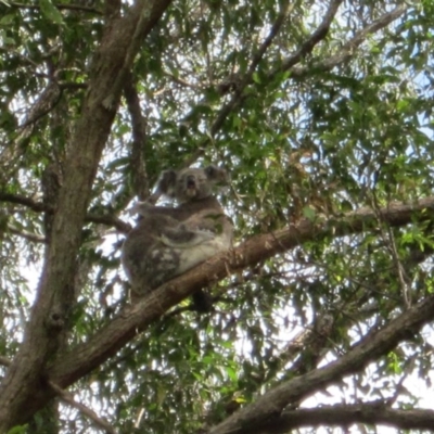 Phascolarctos cinereus (Koala) at Port Macquarie, NSW - 8 Nov 2015 by rosella