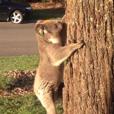 Phascolarctos cinereus (Koala) at Wingham, NSW - 9 Nov 2015 by Helen