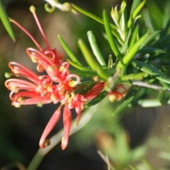 Grevillea juniperina (Grevillea) at Red Hill Nature Reserve - 7 Nov 2015 by roymcd