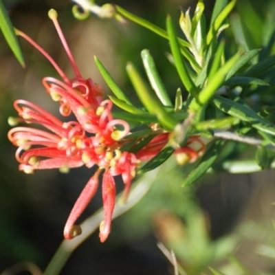 Grevillea juniperina (Grevillea) at Red Hill, ACT - 7 Nov 2015 by roymcd