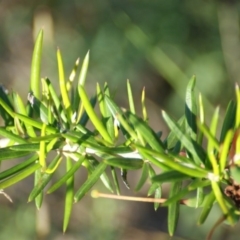 Grevillea juniperina at Red Hill, ACT - 7 Nov 2015