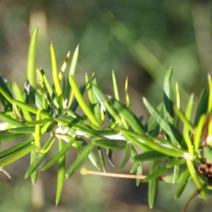 Grevillea juniperina at Red Hill, ACT - 7 Nov 2015