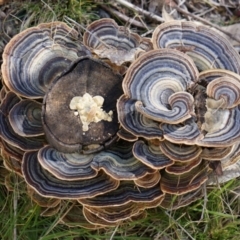 Trametes versicolor (Turkey Tail) at Namadgi National Park - 23 Aug 2014 by AaronClausen
