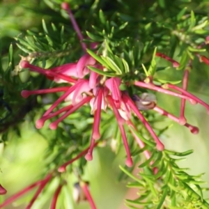 Grevillea juniperina at Red Hill, ACT - 7 Nov 2015 05:00 PM