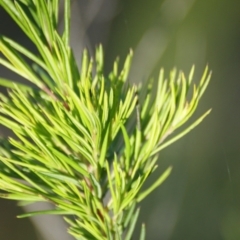 Grevillea juniperina at Red Hill, ACT - 7 Nov 2015