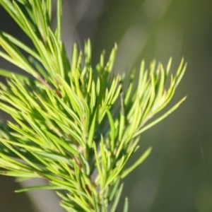 Grevillea juniperina at Red Hill, ACT - 7 Nov 2015 05:00 PM